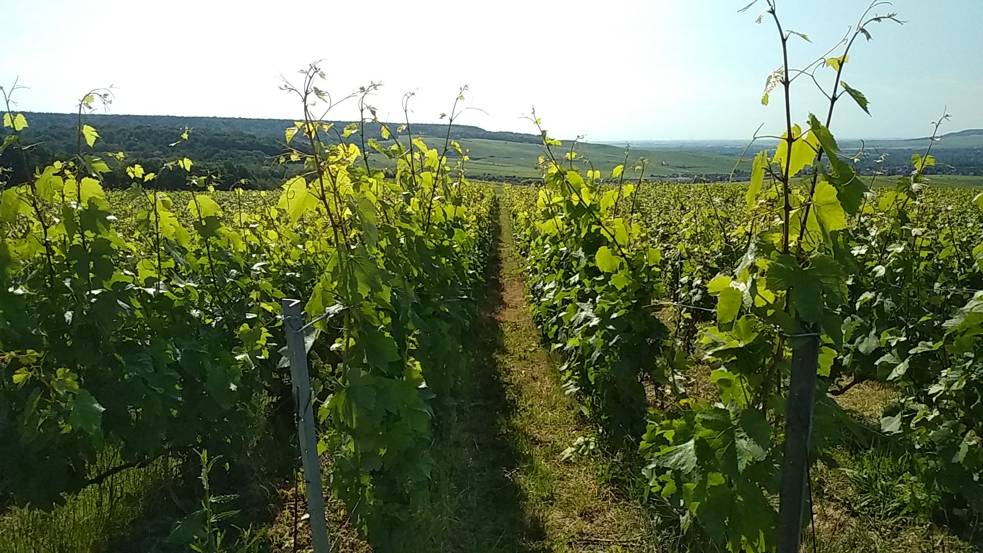 Champagne Vincent Bernard Tours sur Marne